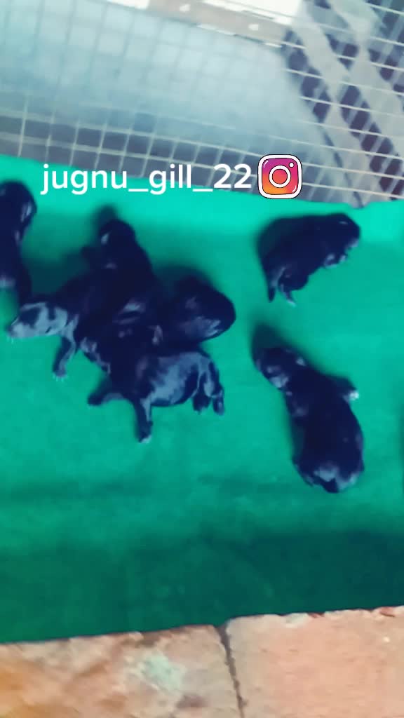 @GILL DOG FARM