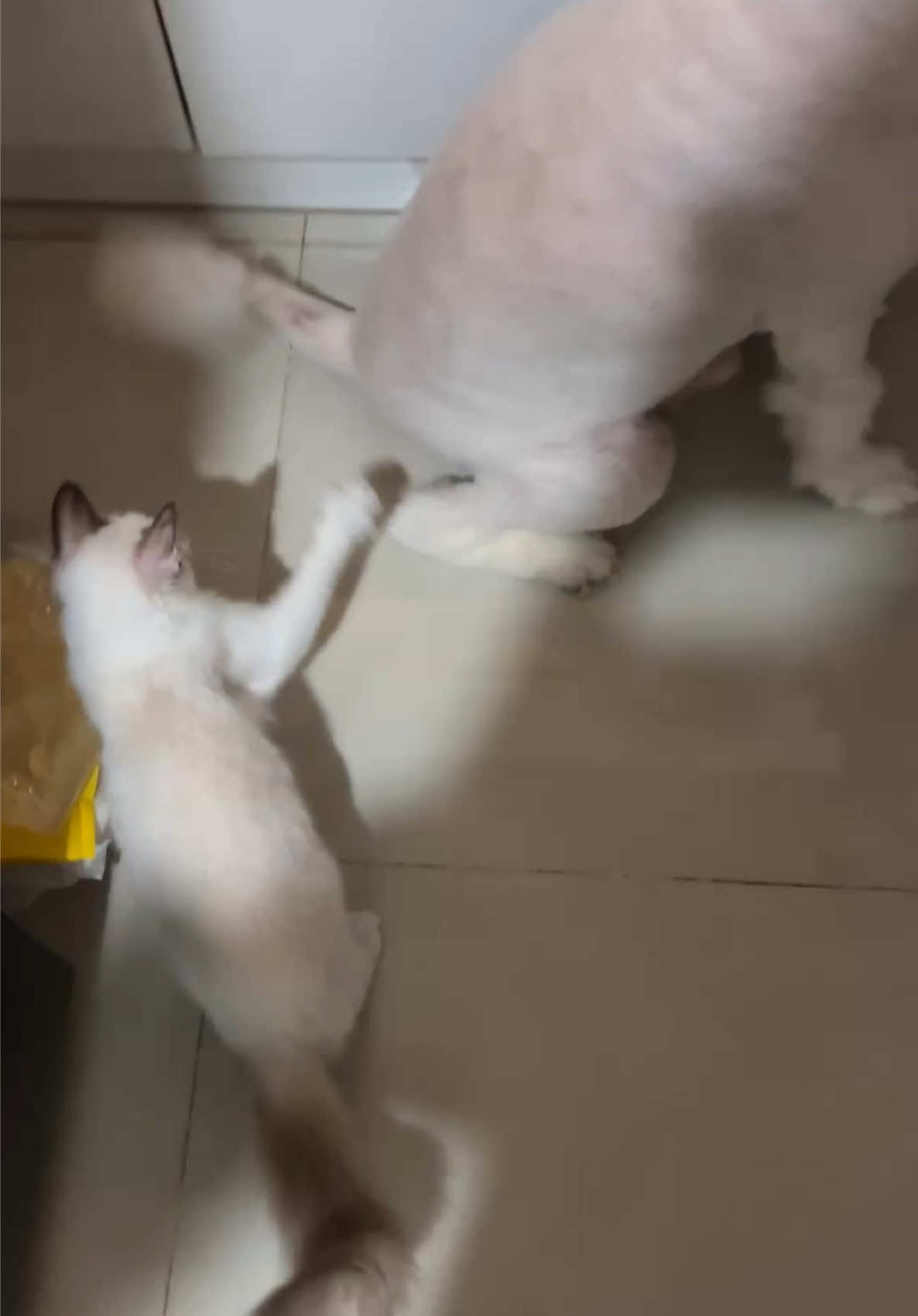 @Ng&ocirc;i Sao B&eacute; Nhỏ Lấp L&aacute;nh ✨