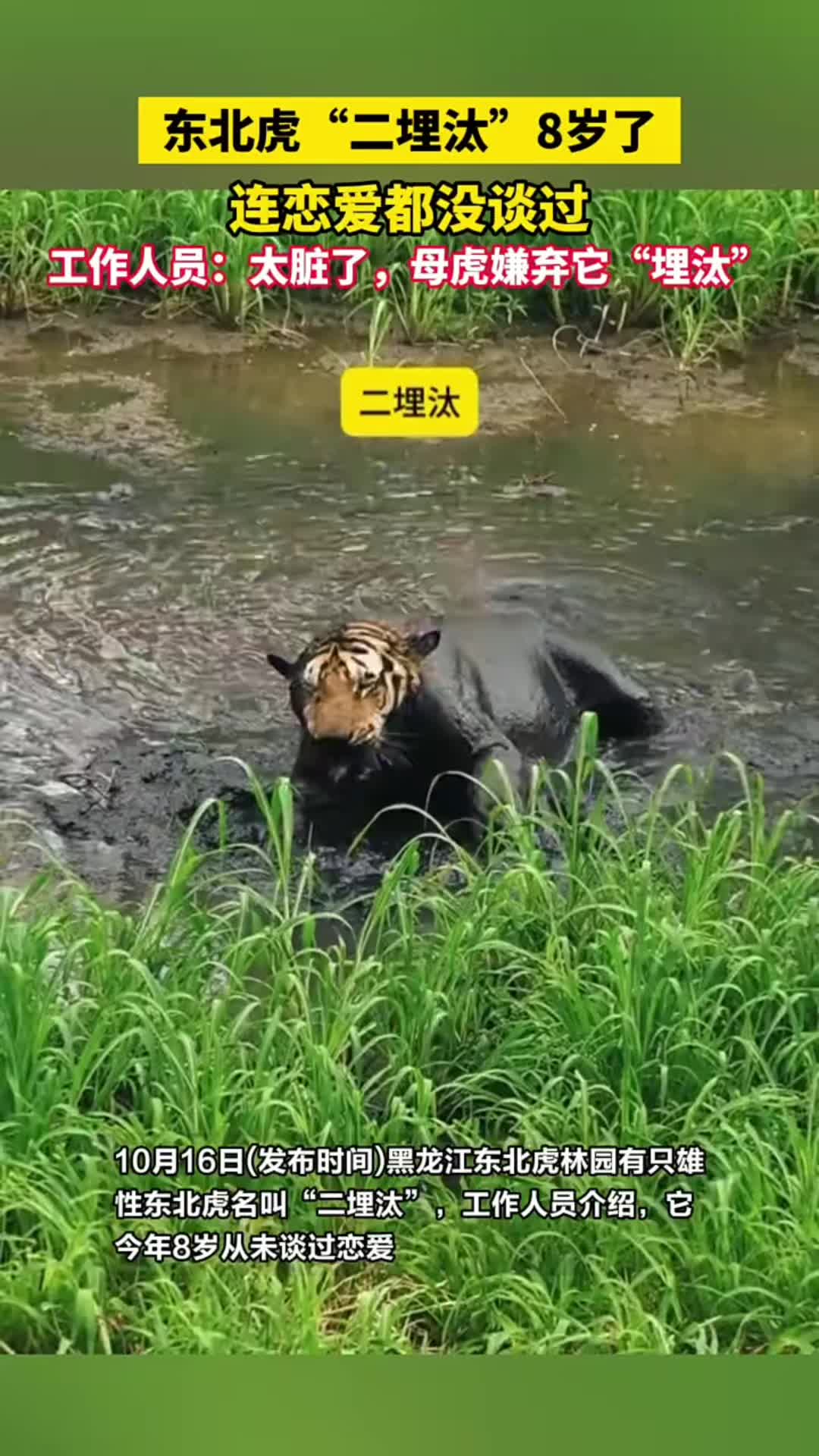 @中国蓝国际