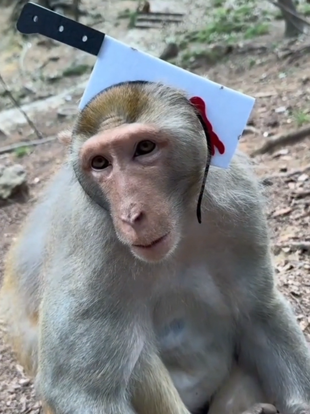 @monkeycaco77
