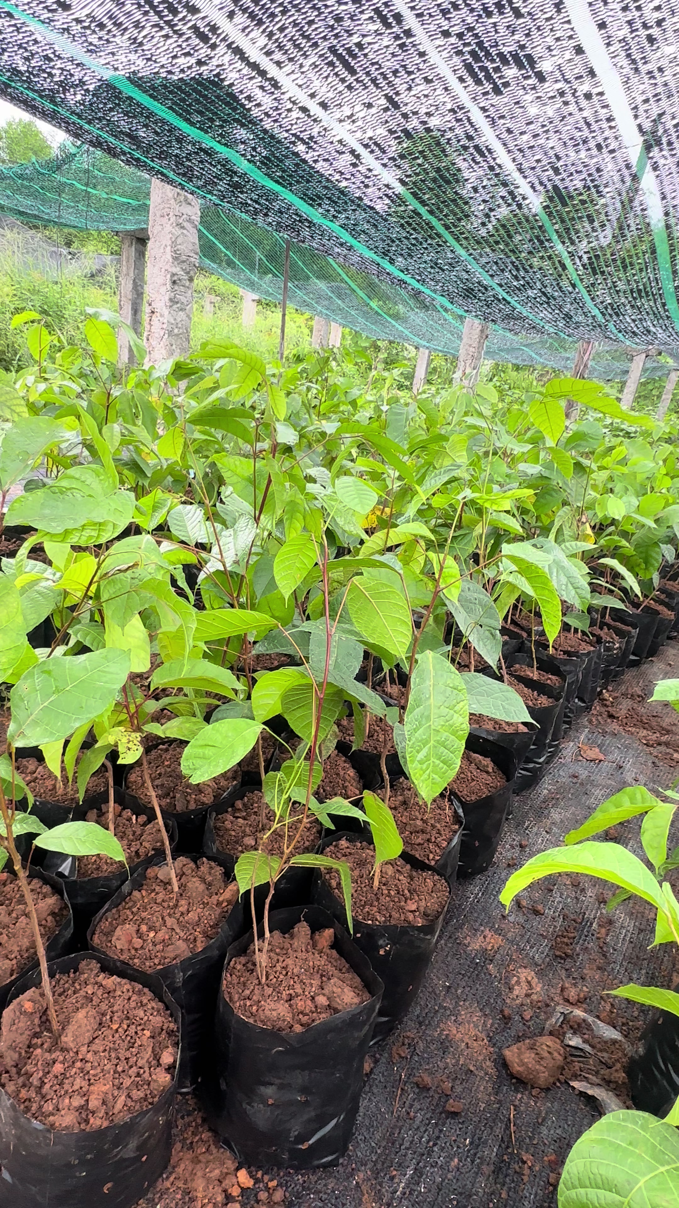 @Nhà Vườn Vũ Mai