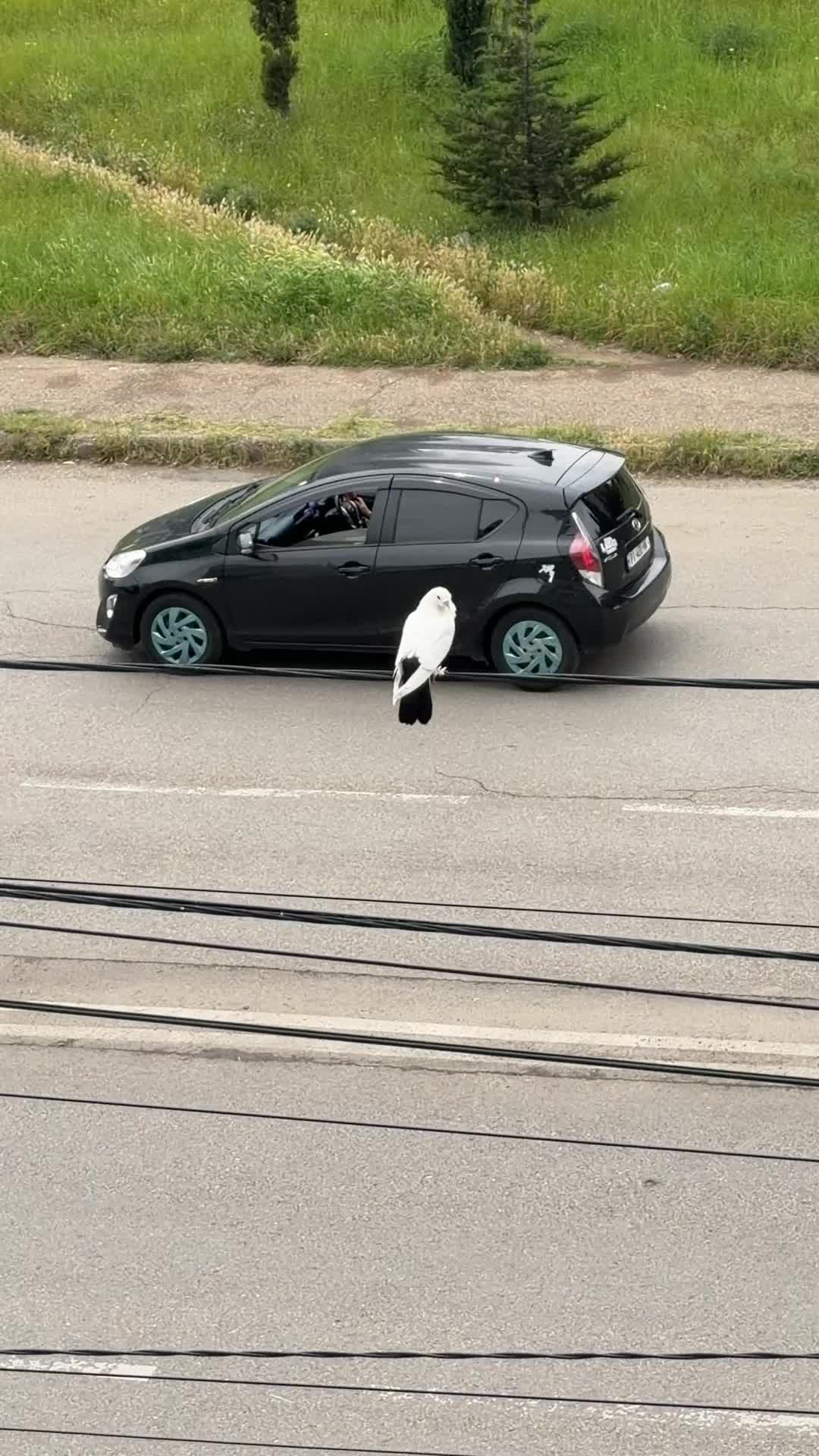 @KritiK®️