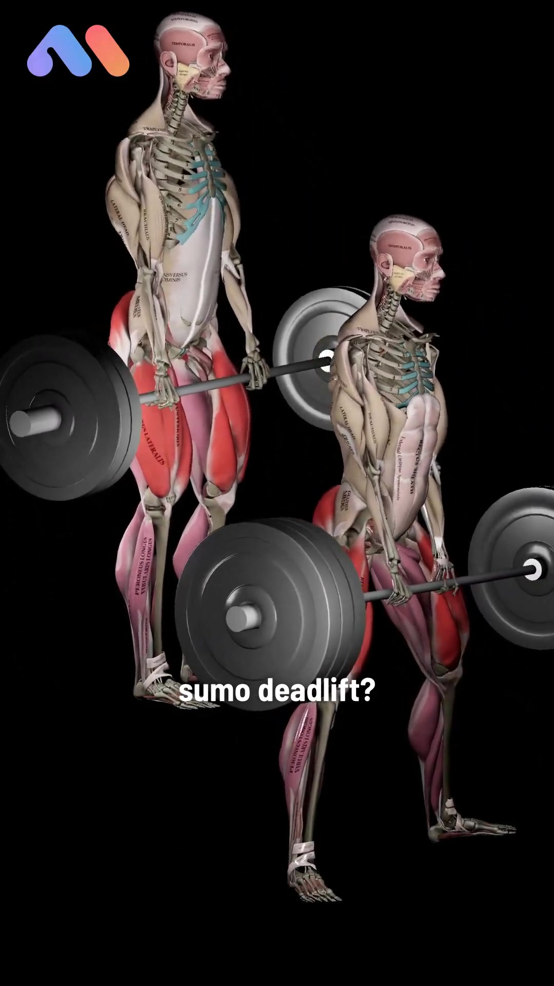 @Muscle & Motion