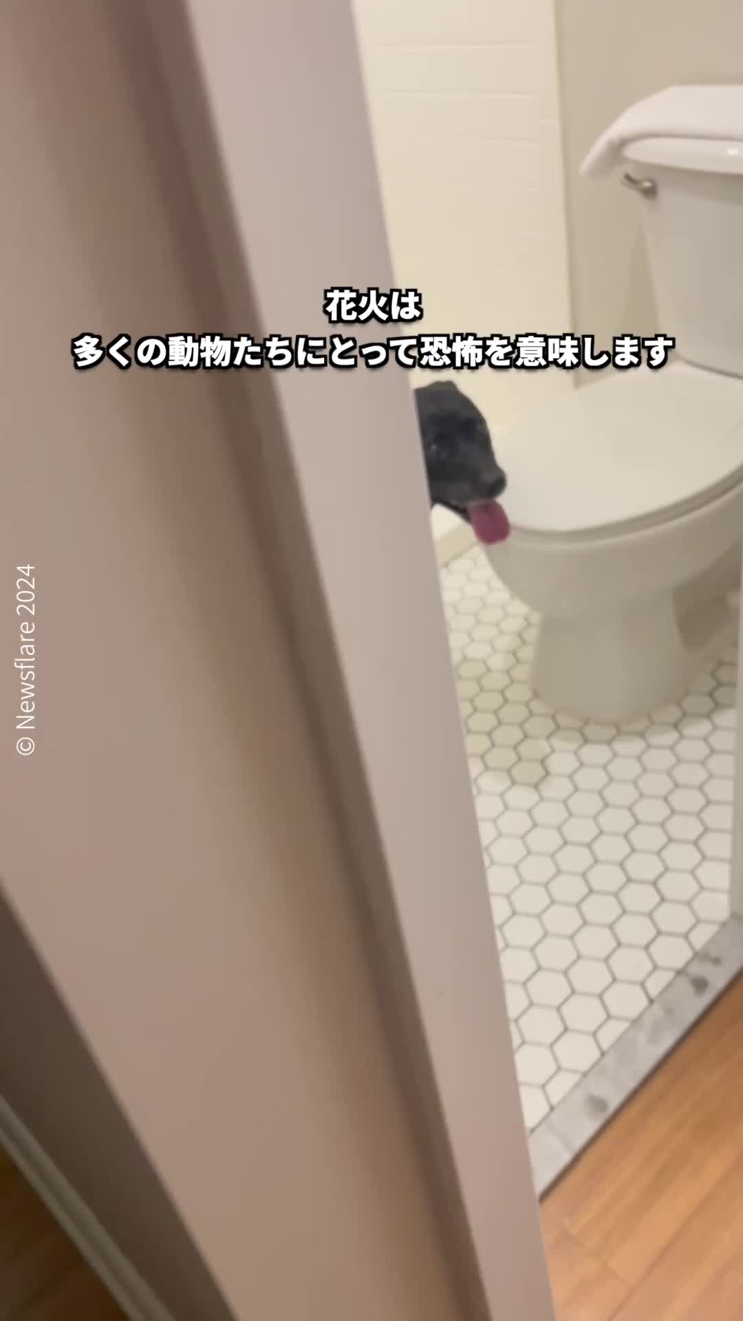 @PETAアジア 動物の倫理的扱いを求める人々の会 JAPAN