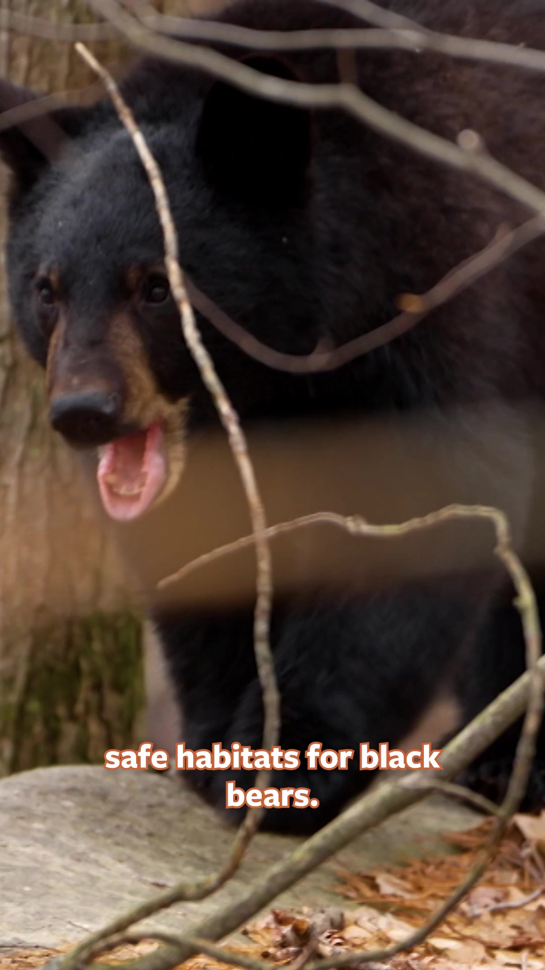 @Mutual of Omaha's Wild Kingdom