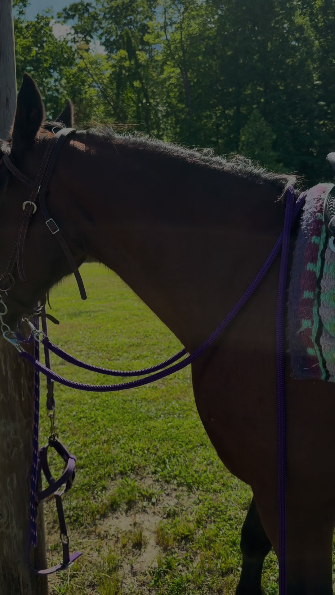 @EightyDollarStables
