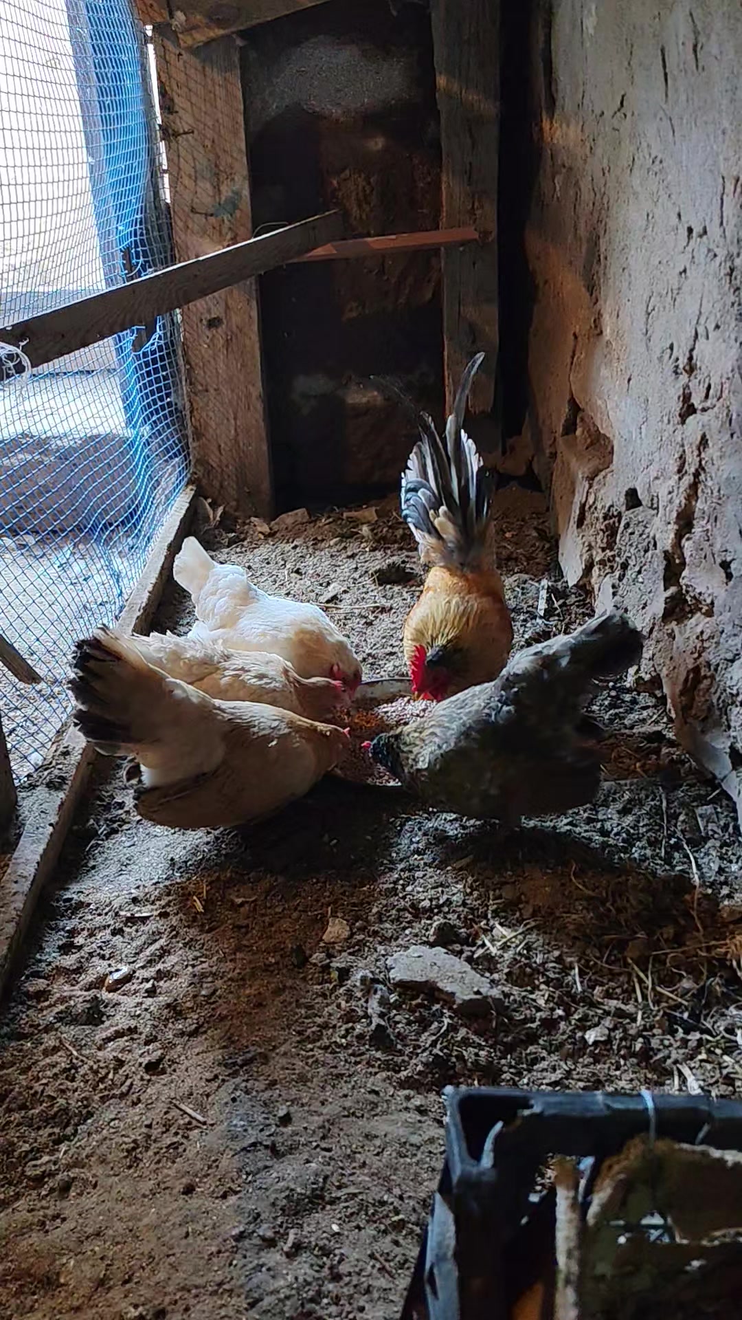 @MAŞTAĞA_QUŞCULUĞ