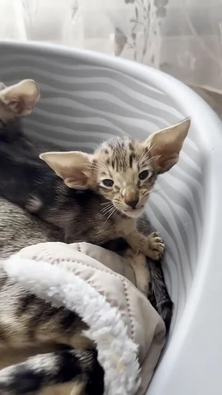 @catnipcrazee