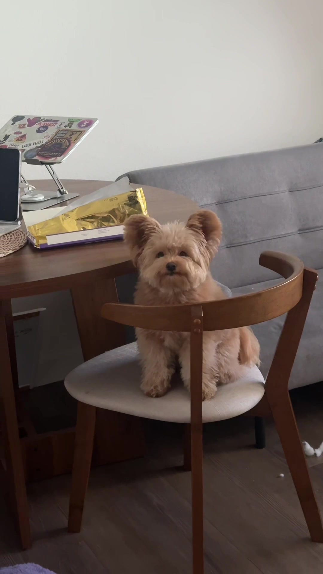 @pomapoo.barney