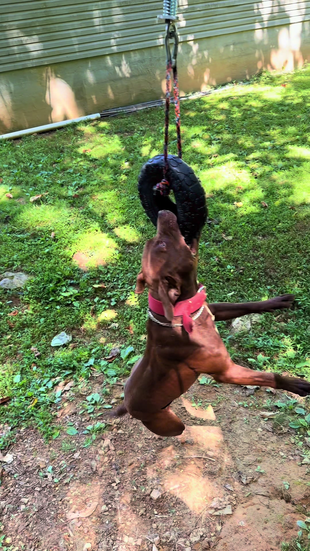@WorldGoneMadKennels