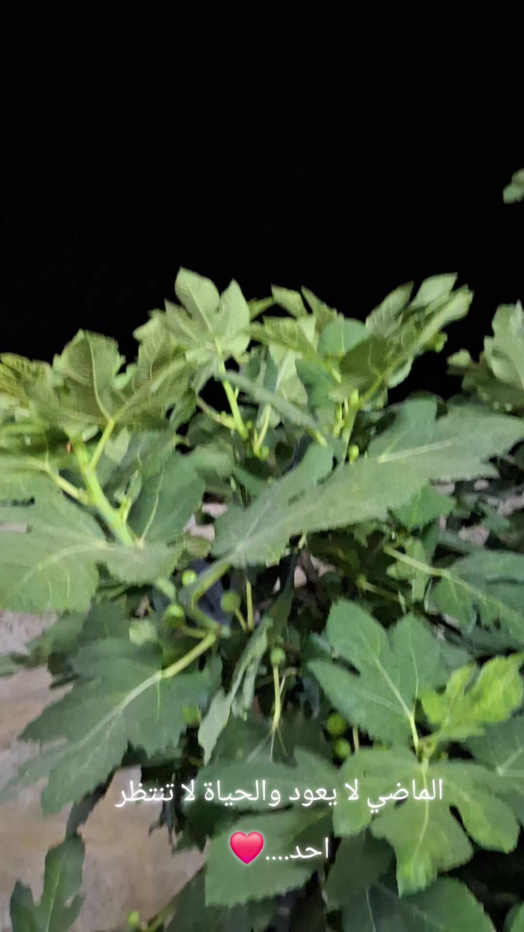 @حازم عزيز