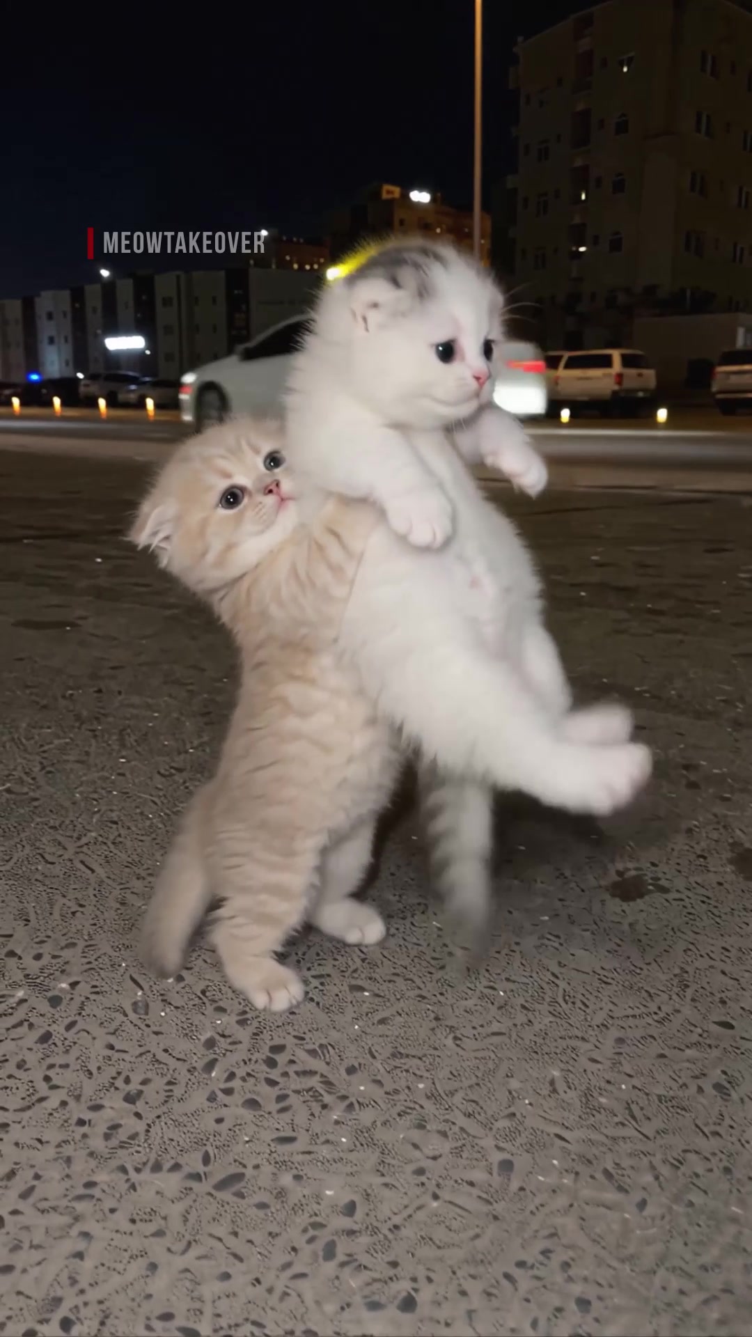 @meowtakeover