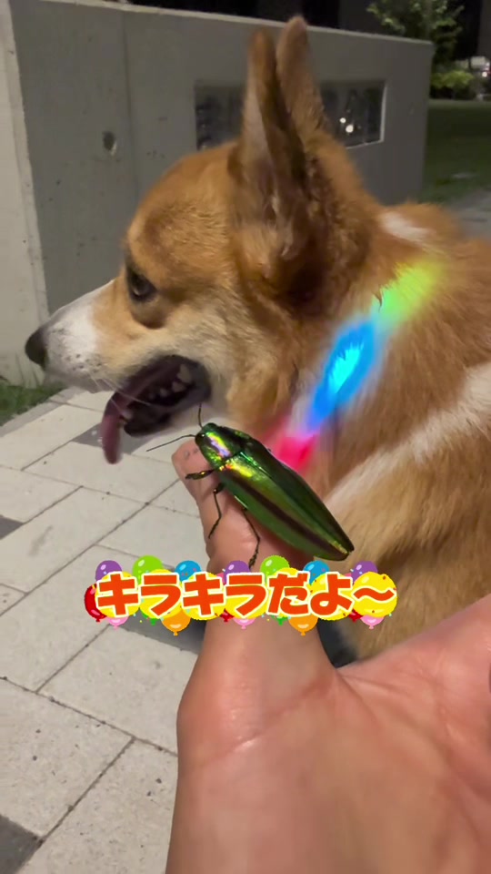 @トロン