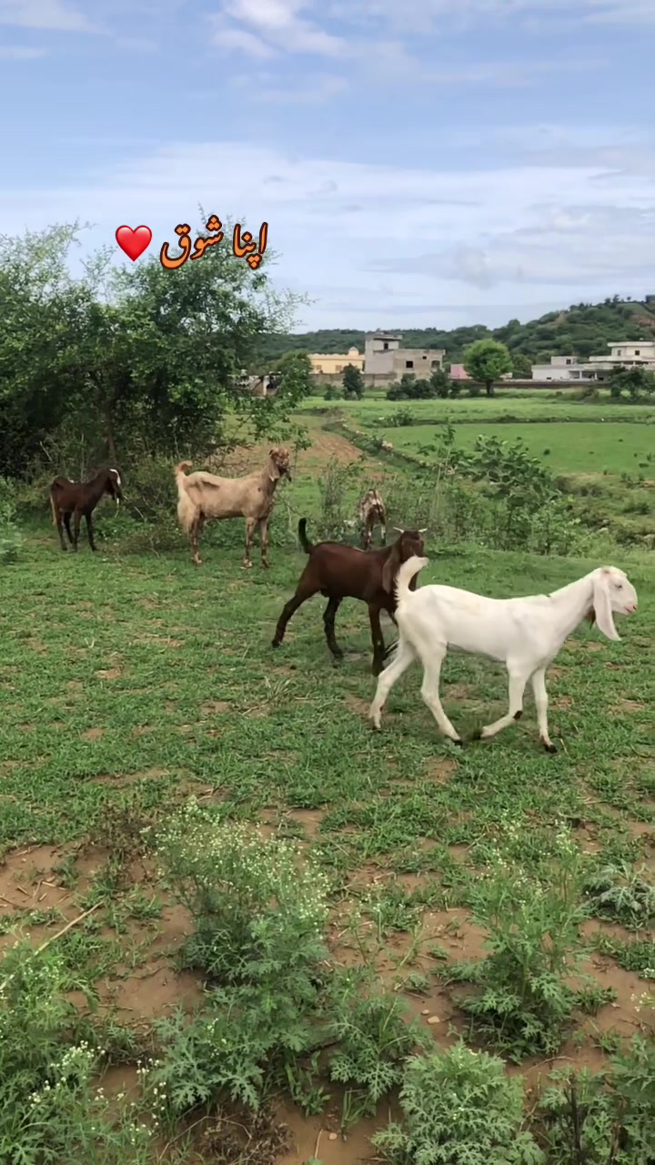 @ZAlN Gota Farm