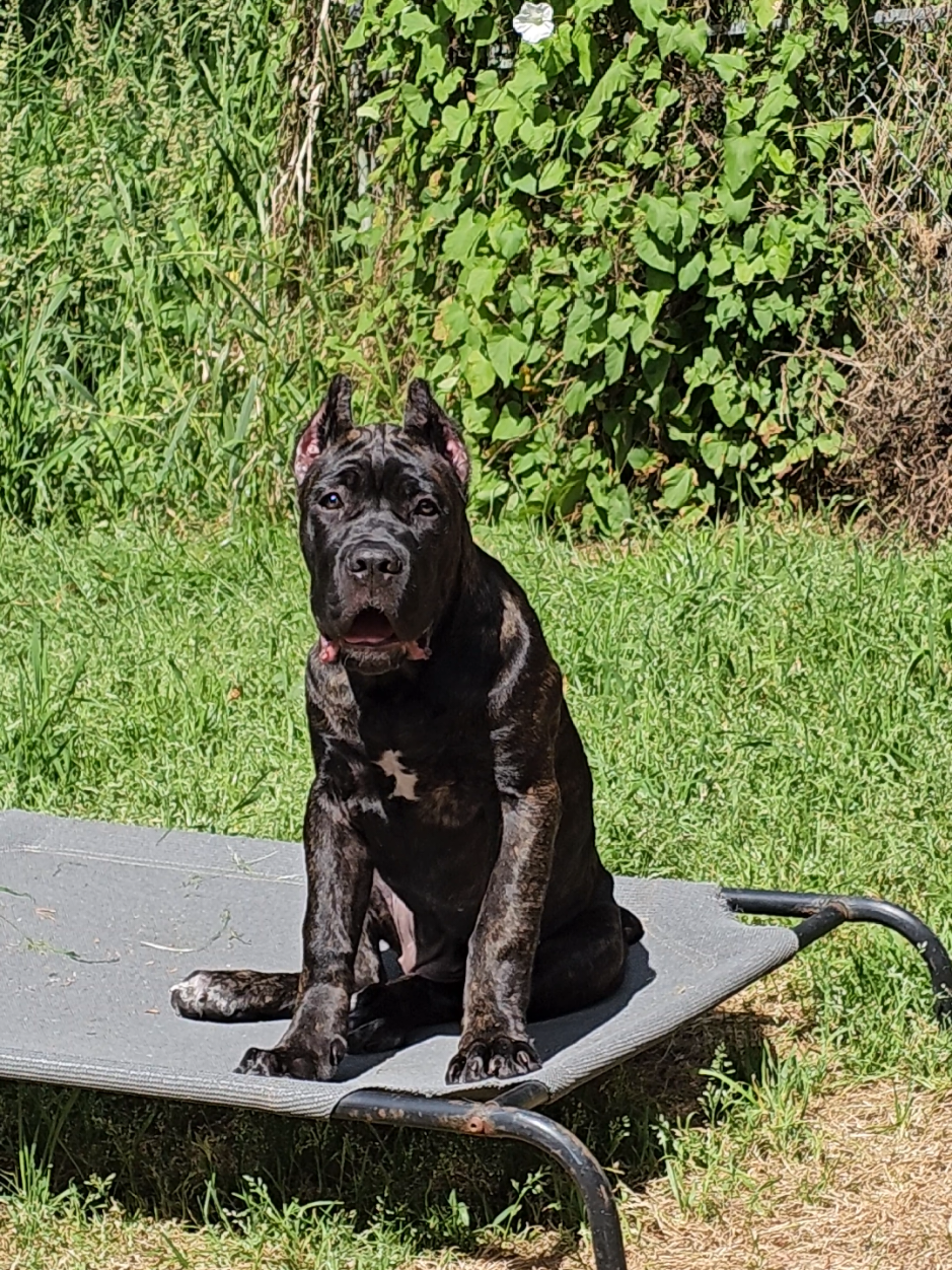 @SalmonCreekCaneCorso