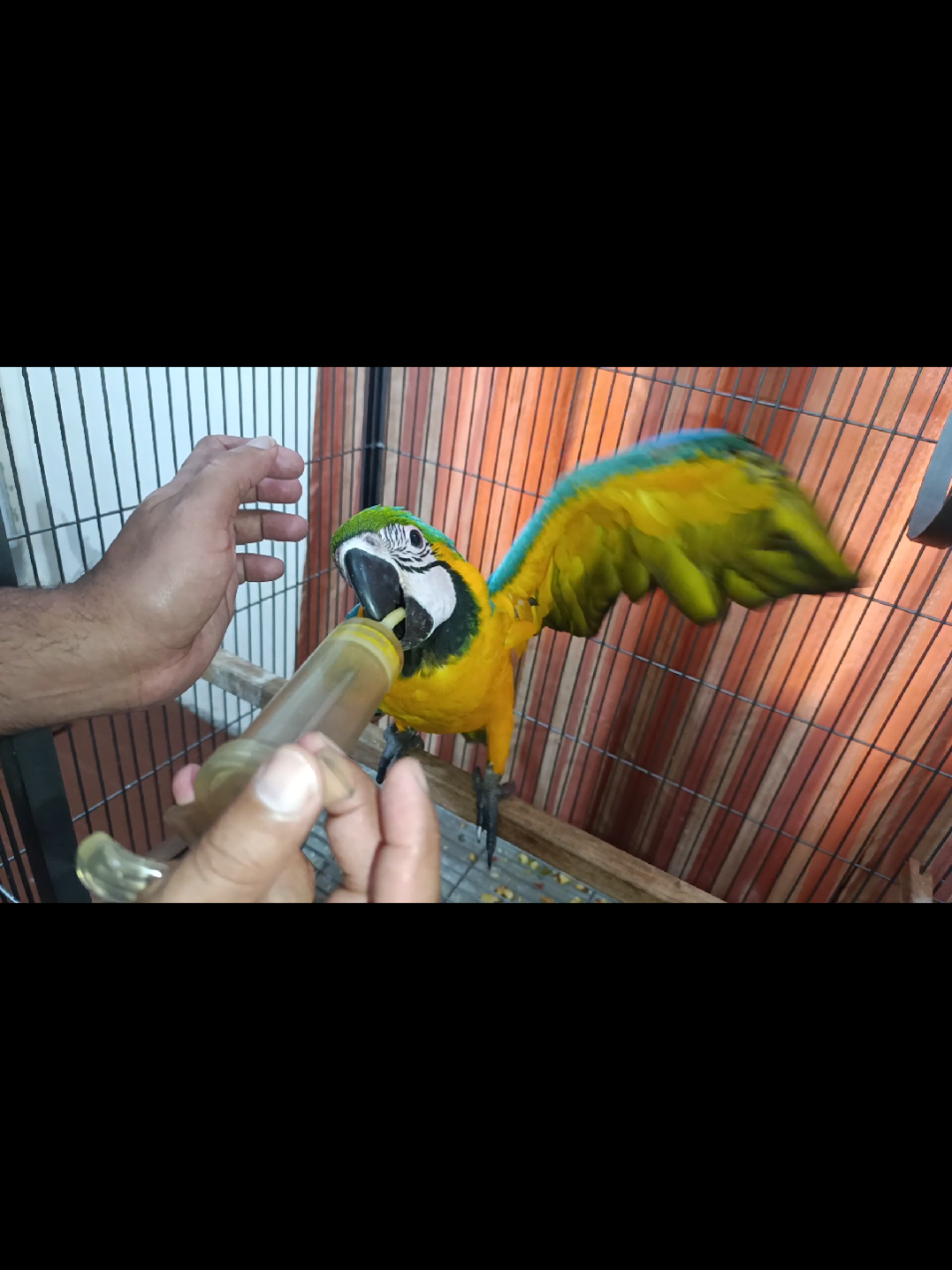 @Mehtab's Pet