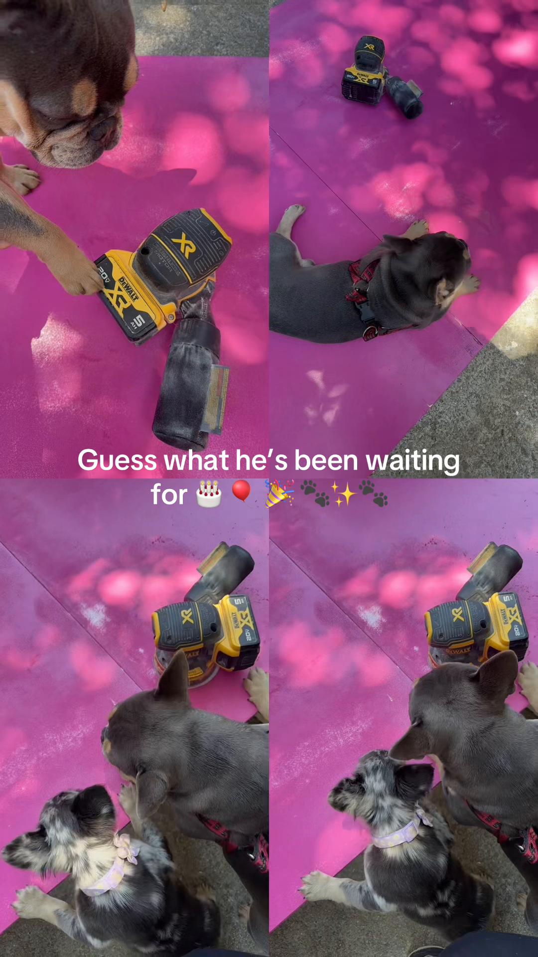 @CANELO & MAYA🐾🧡💜 ALVAREZ