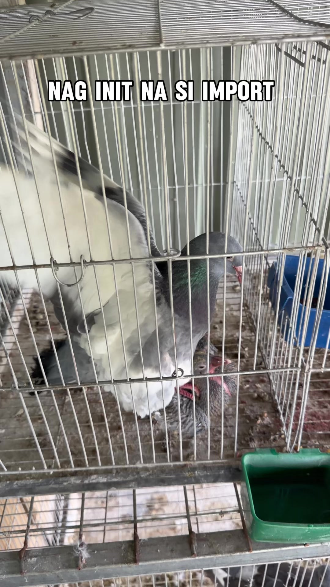 @JustUwa Aviary