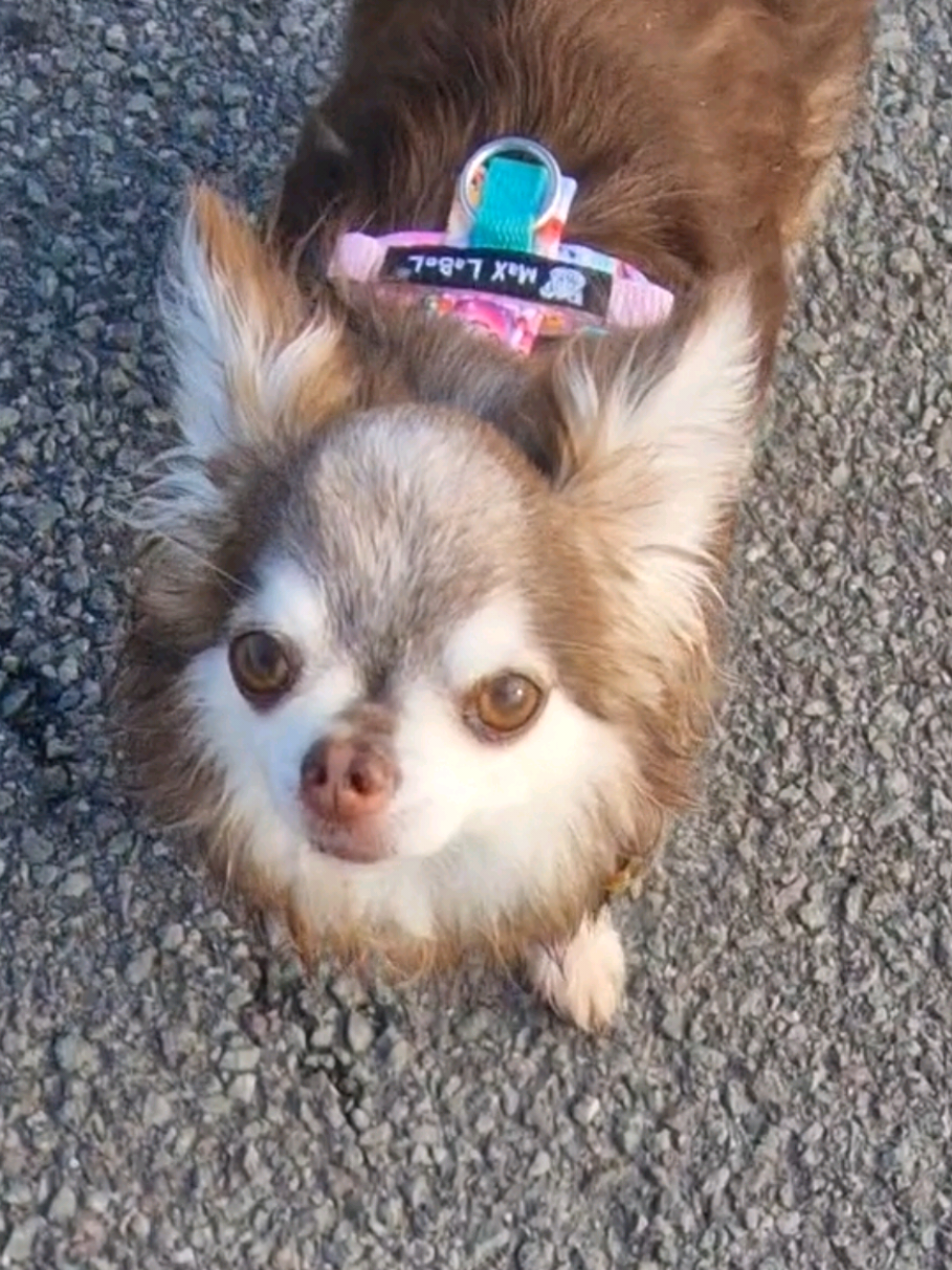 @🌸🐾꧁ 𝒮𝒶𝓃𝓃𝒾 ꧂🐾🌸