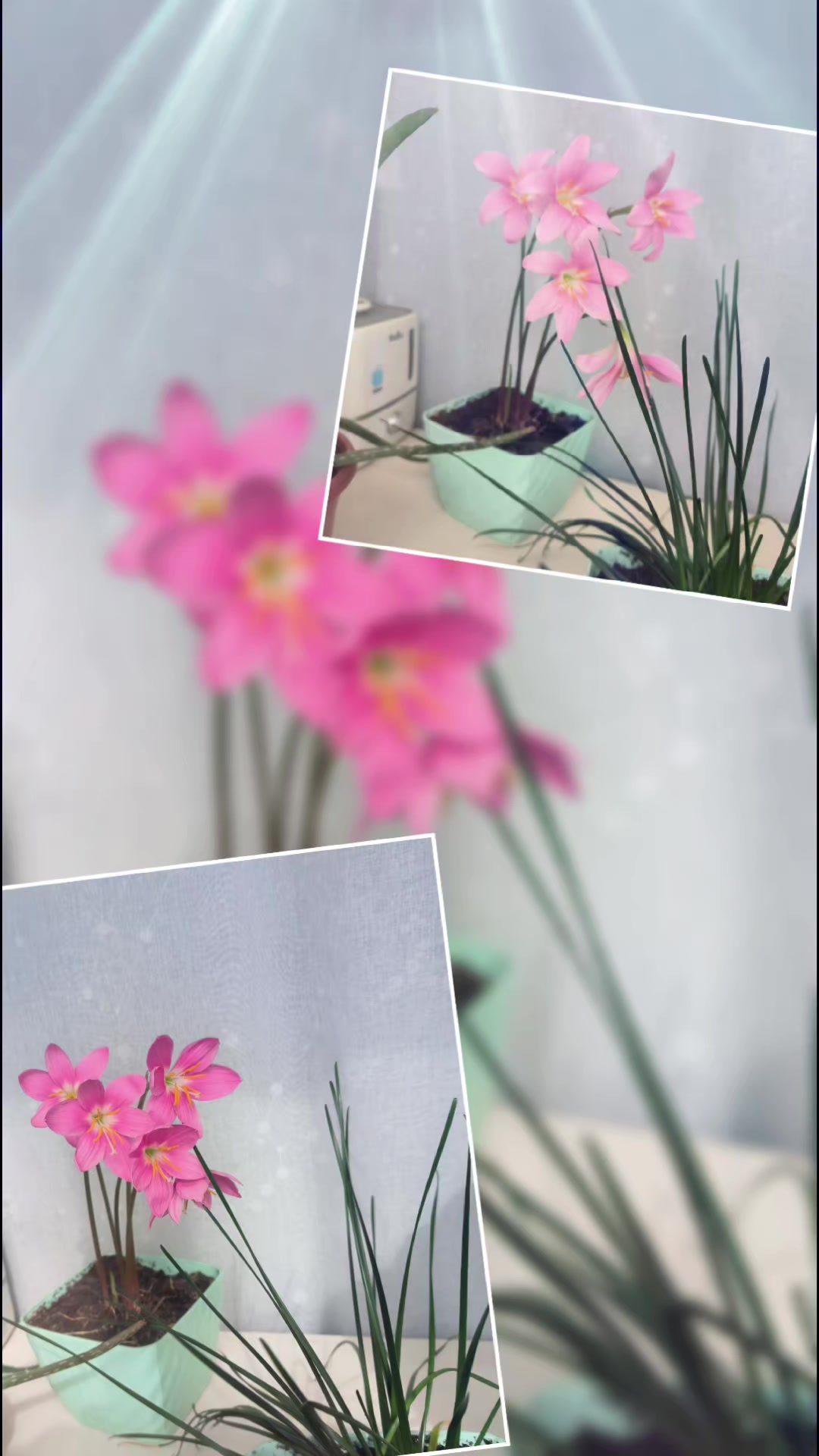 @🌺Кристюша🌺
