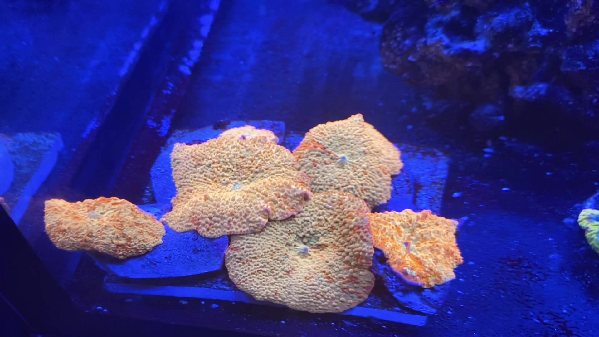 @Ts_reefs