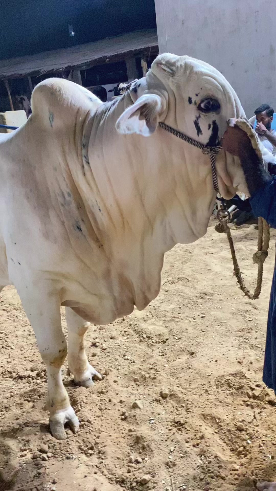 @Karachi Bull lovers