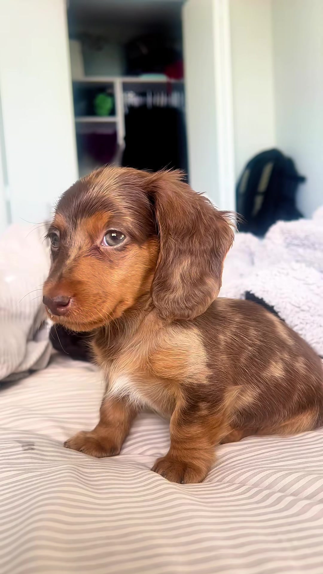 @Cute dachshund core