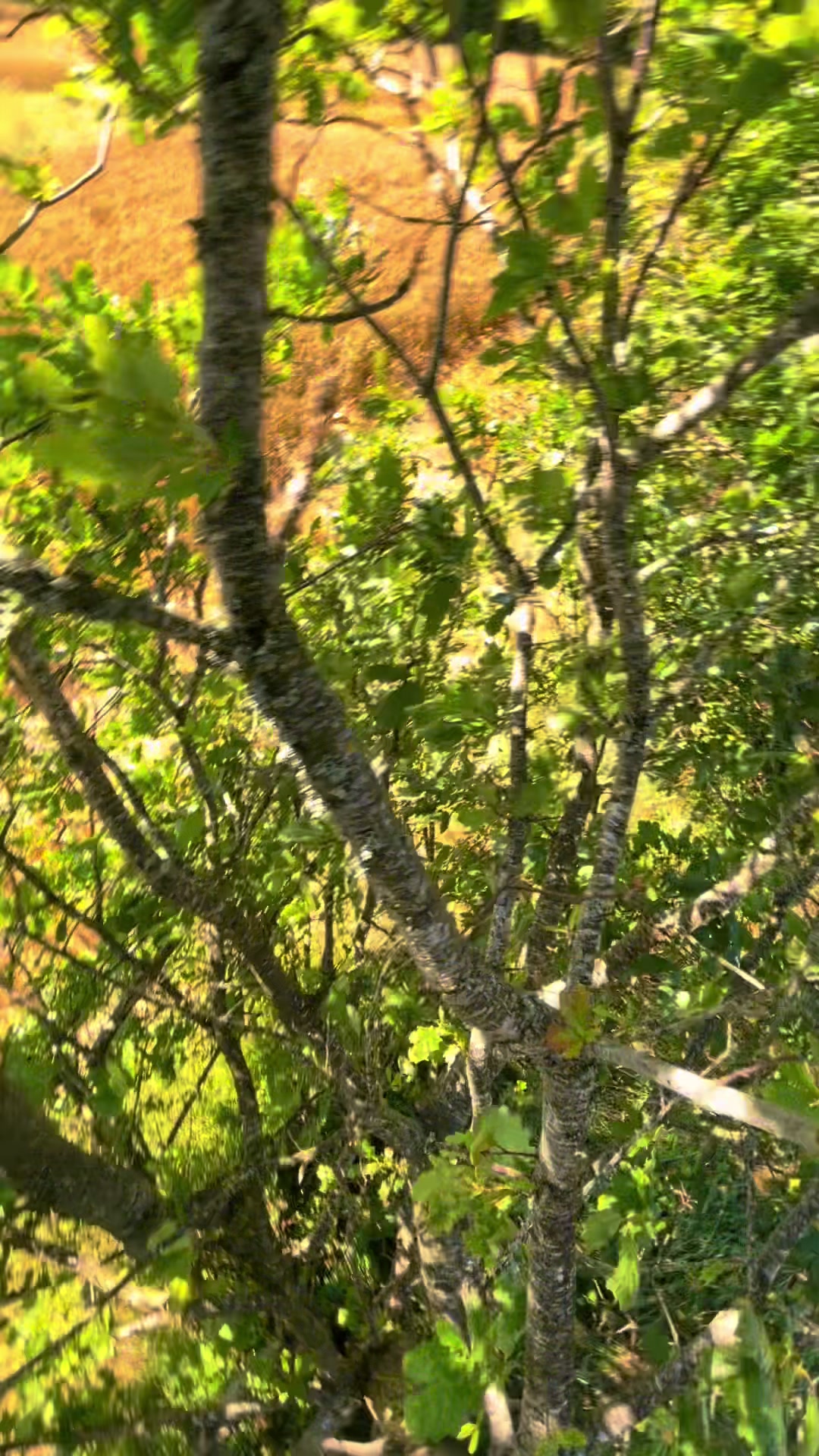@ᛏᛁᛏᚢᛋ 🌞🌲🏔️ᛉ
