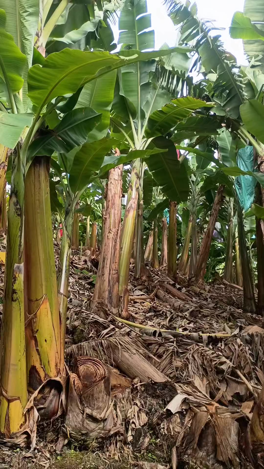@vilmar alemão