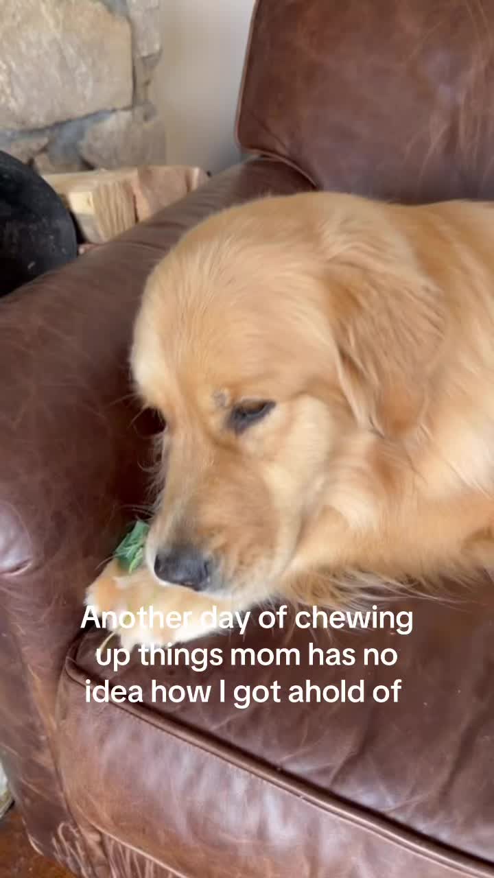 @DogMomisms