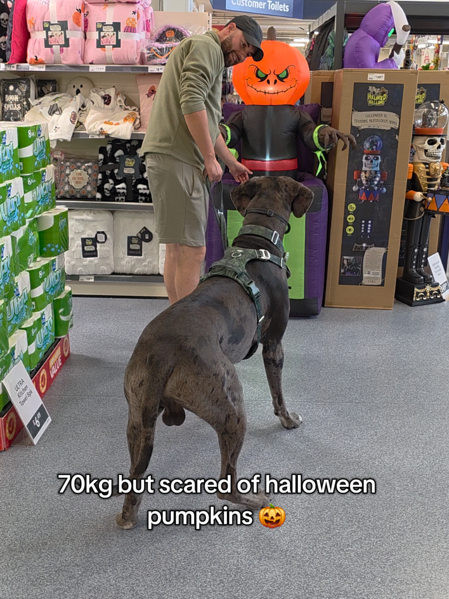 @Magnus the GREAT DANE