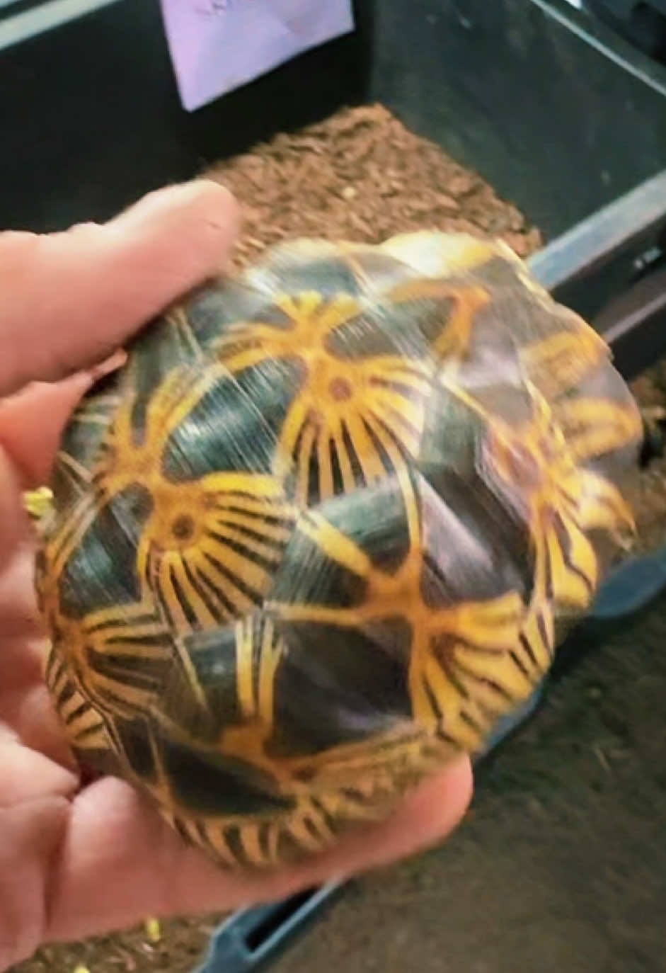 @Western State Tortoise