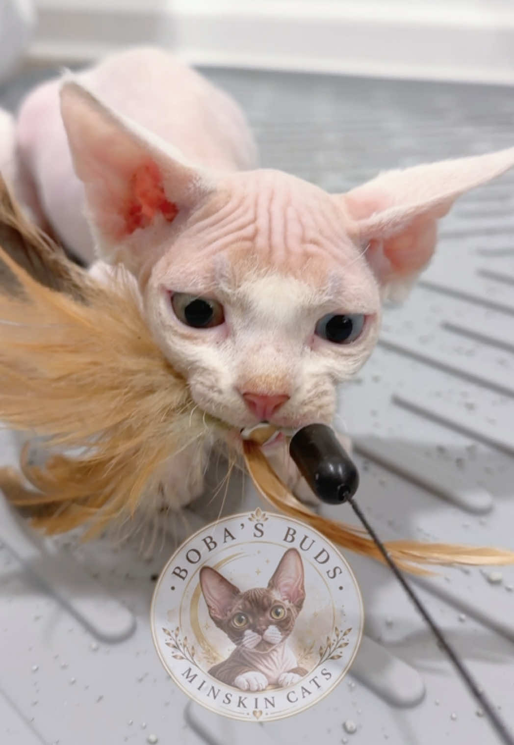 @Boba’s Buds Minskin Cats