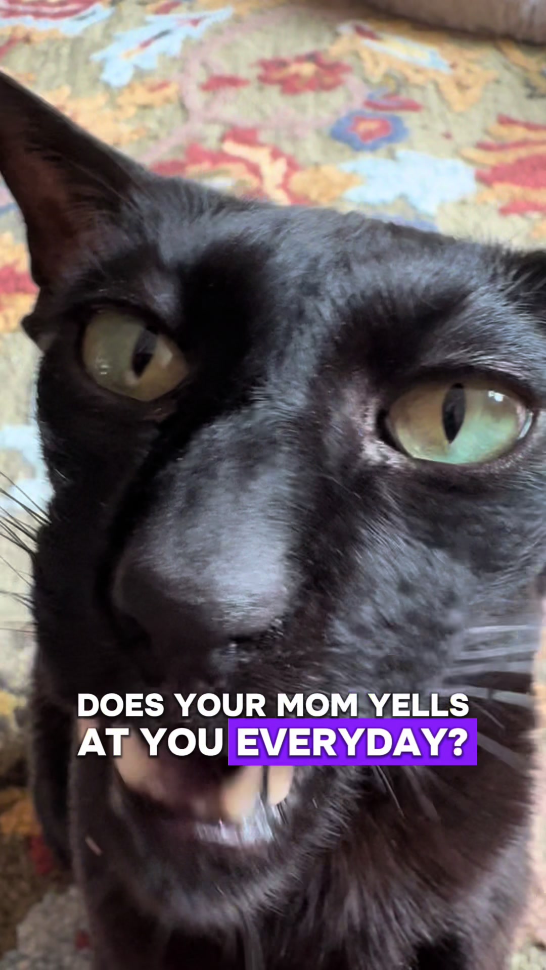 @hobbikats