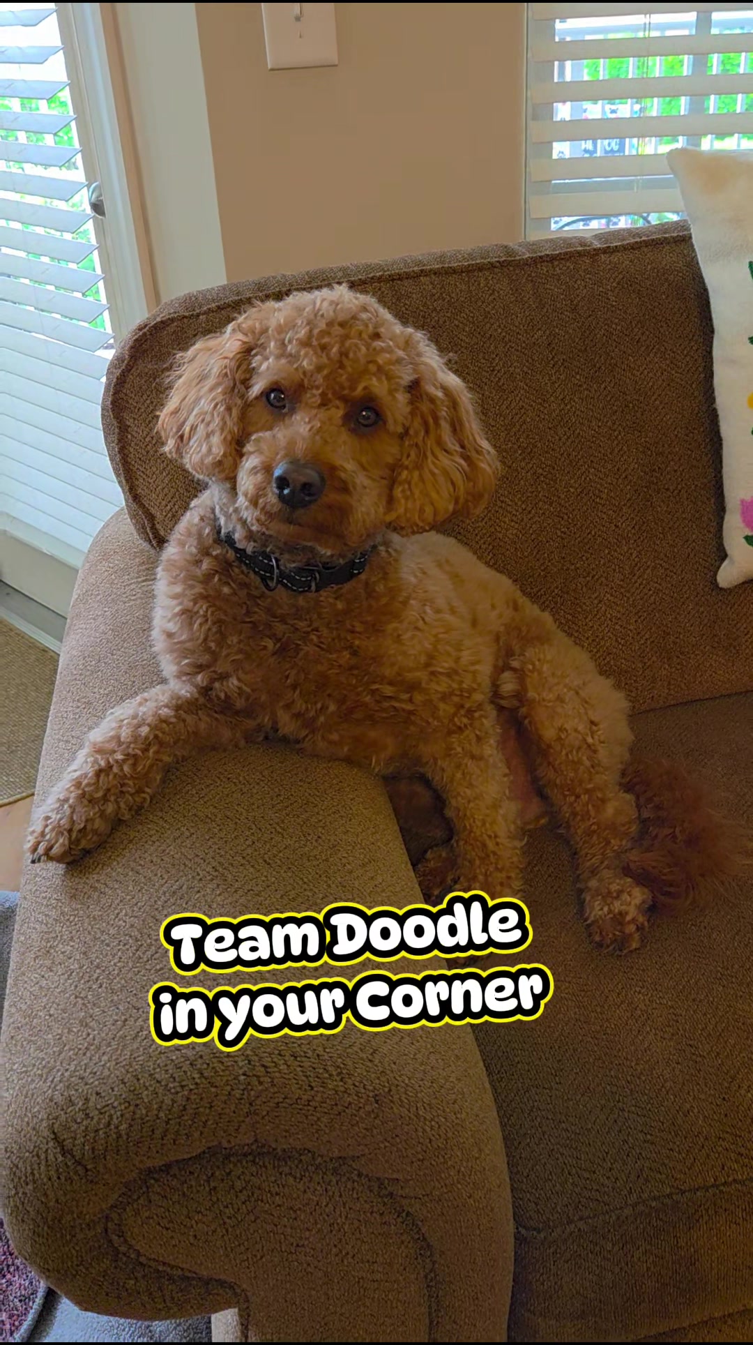 @🐾Dexter Wallen Doodle🐾