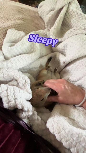 @Sarahsquirrels43🐿️