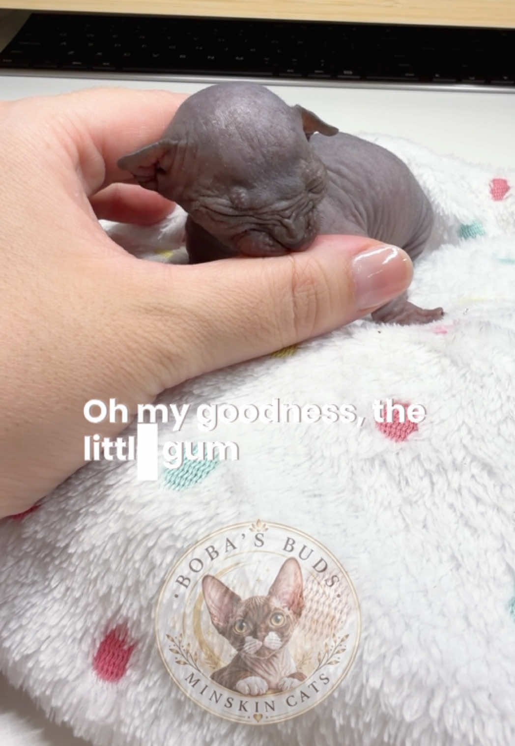 @Boba’s Buds Minskin Cats