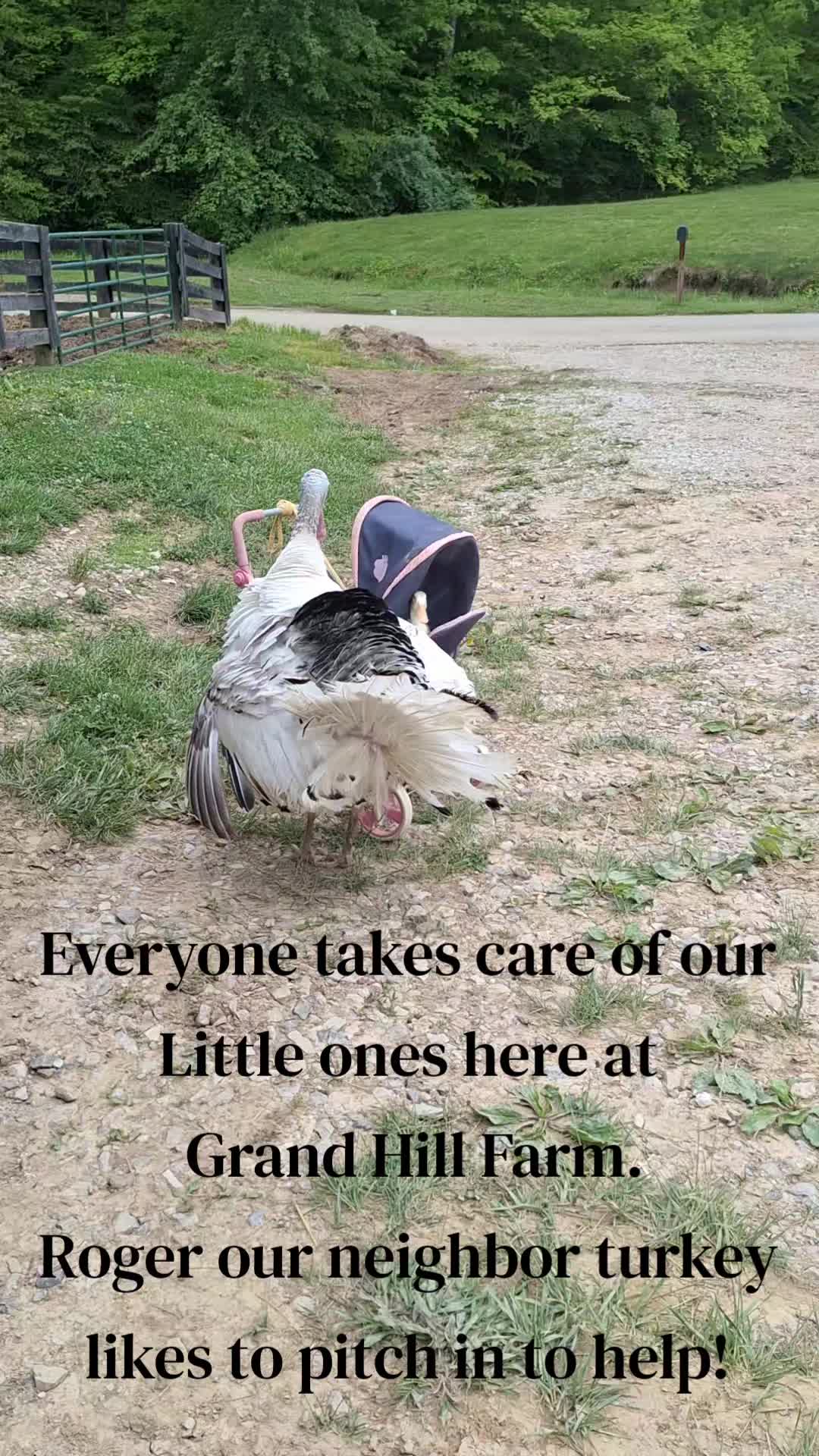 @Grand_Hill_Farm