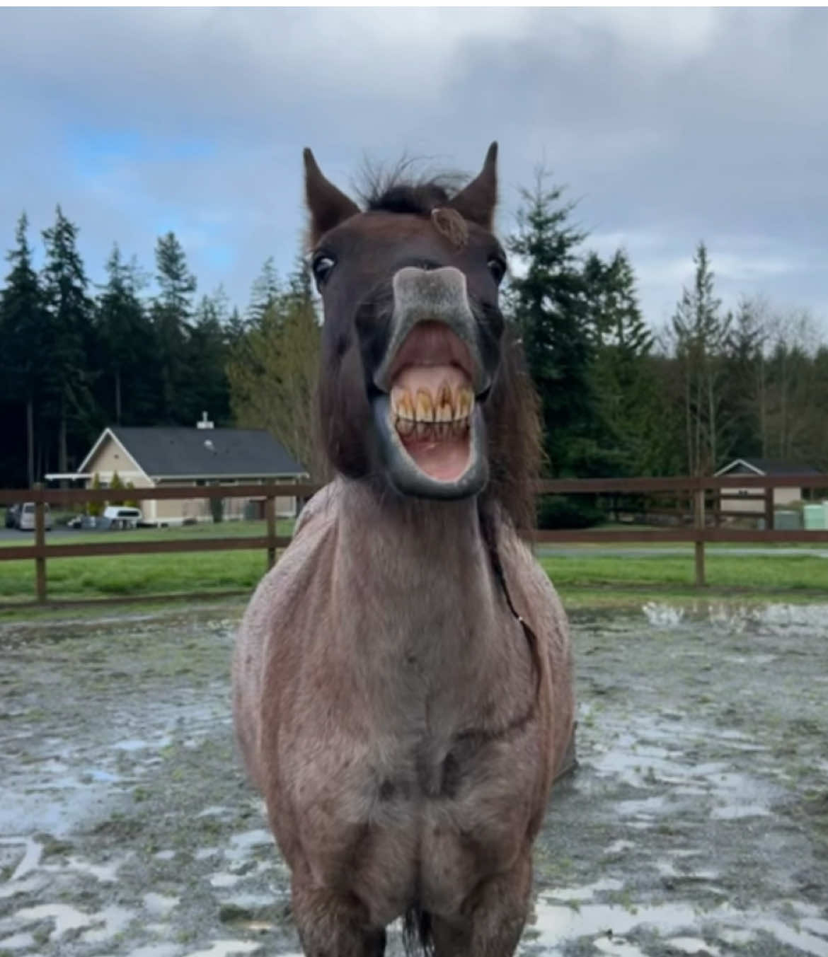 @Viv’s Ponies