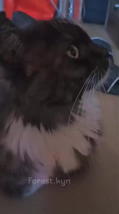 @CatsCraft🐾