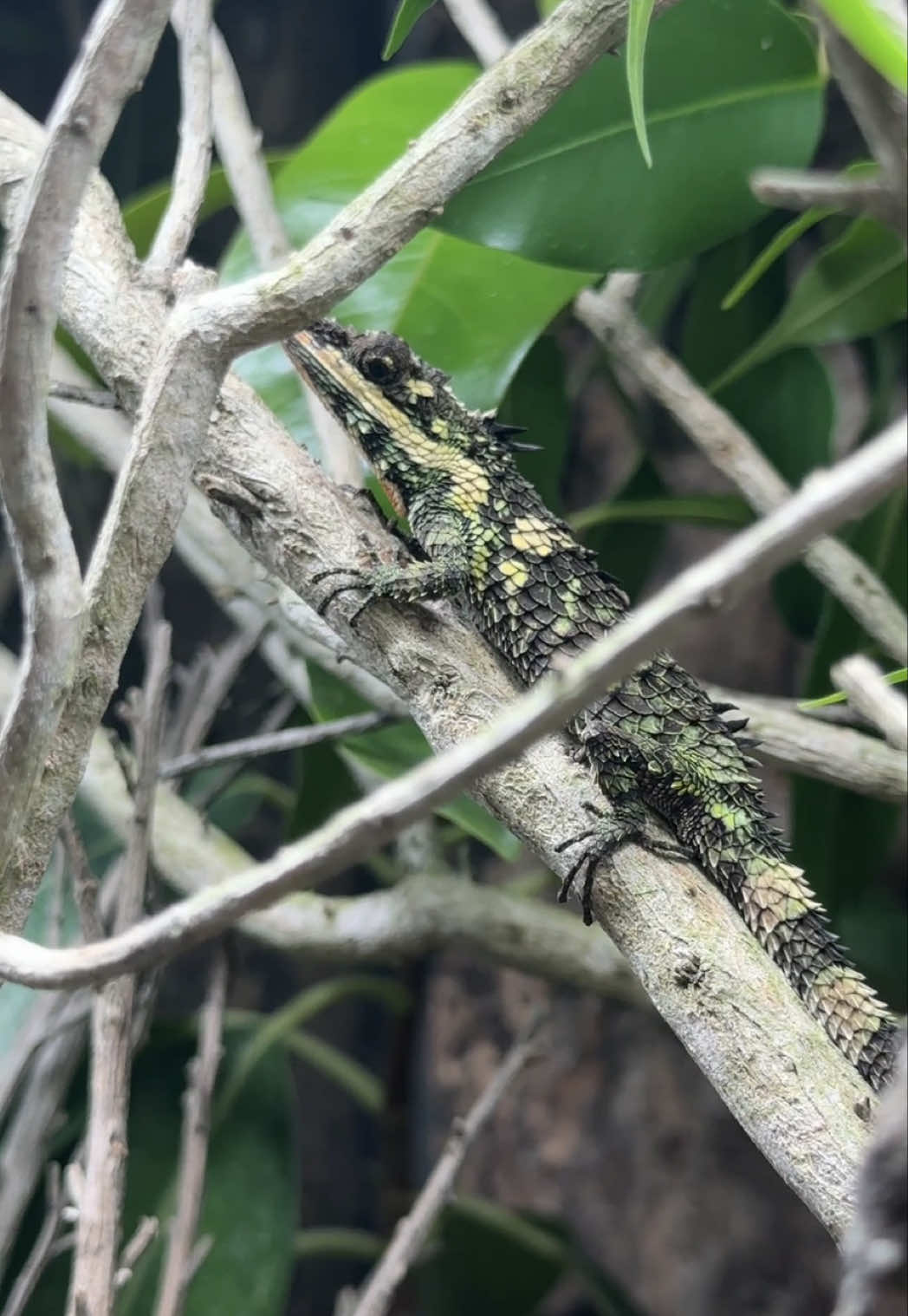 @HerpTime