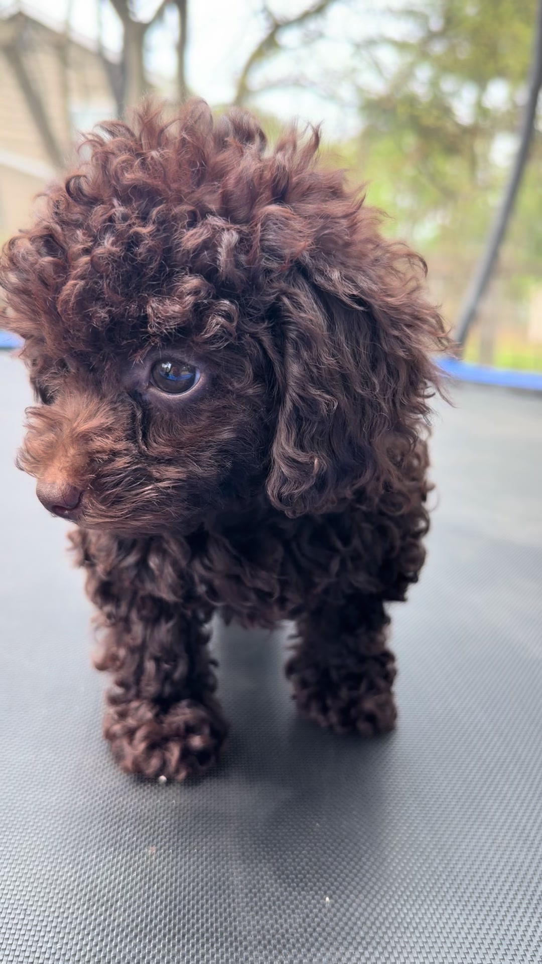 @Toy Pudél NJ 🐾