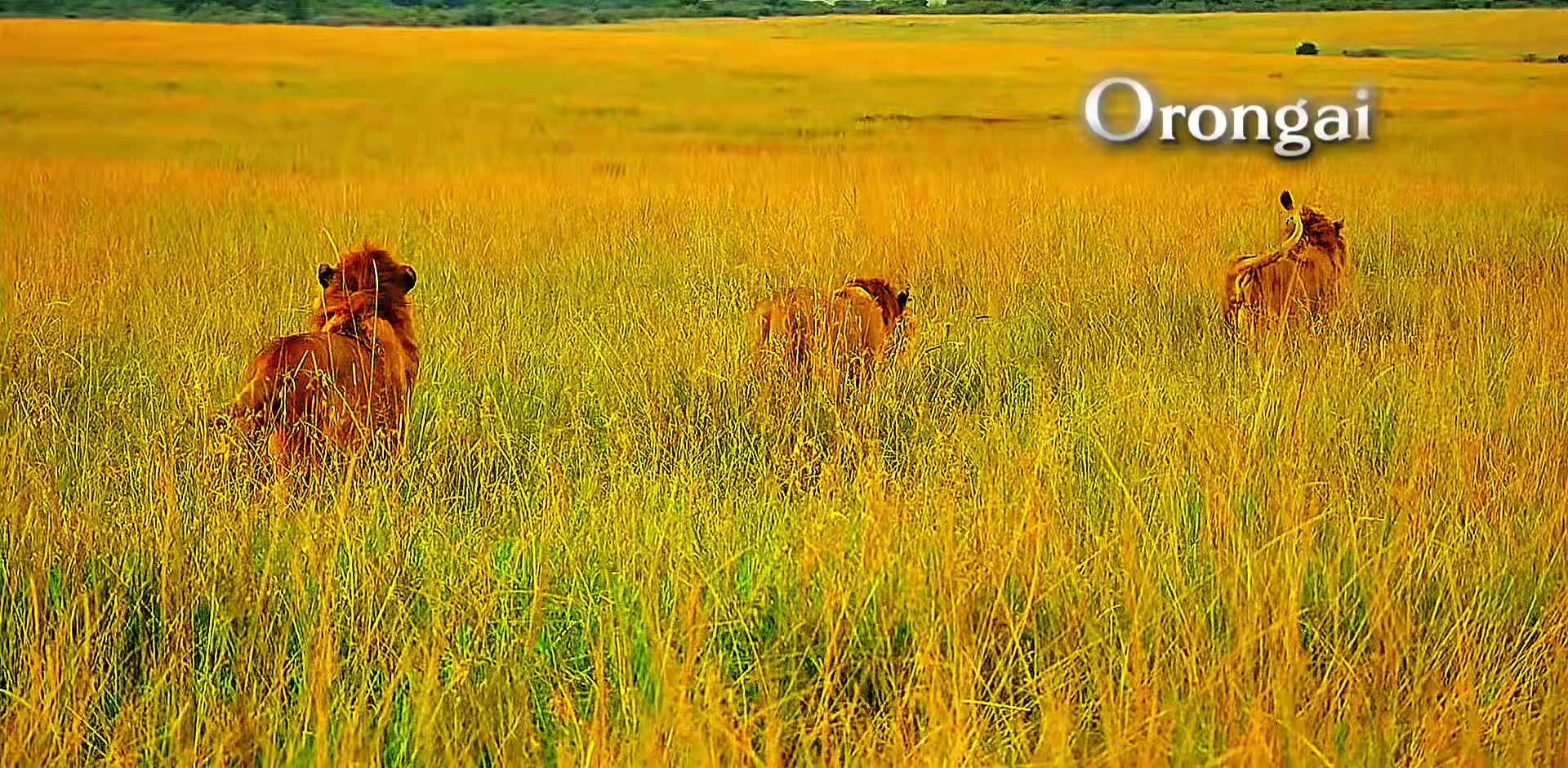 @lion_world5