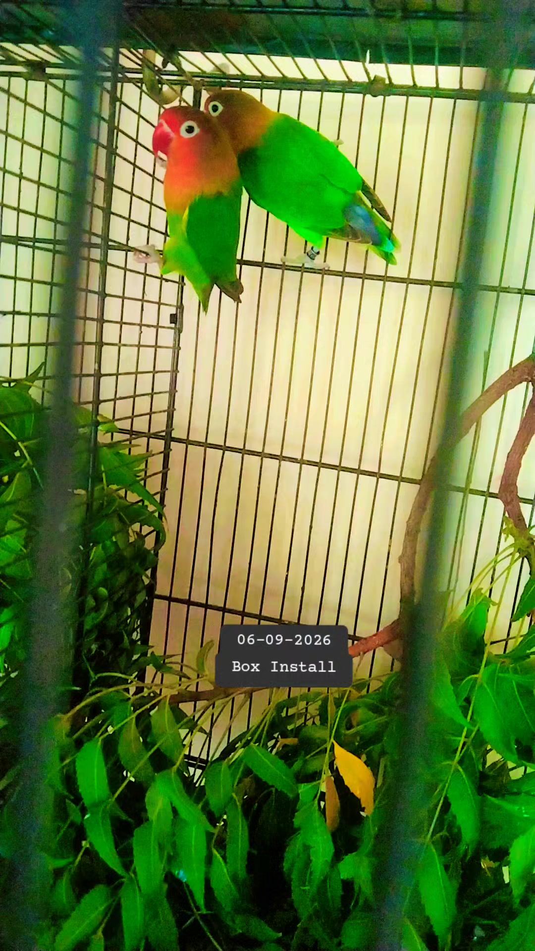 @MS AVIARY 🦜🦜 GAGGO BUREWALA