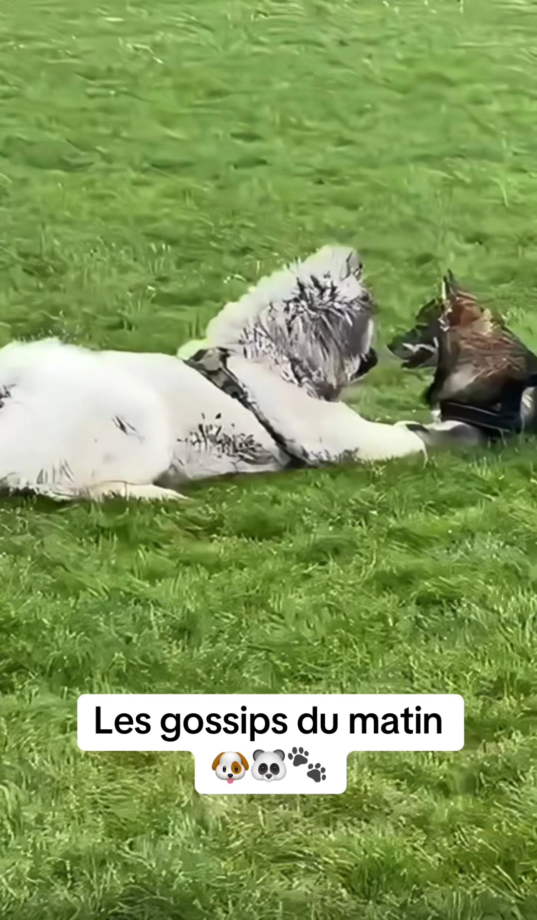 @Moon 🐶🐼🐾
