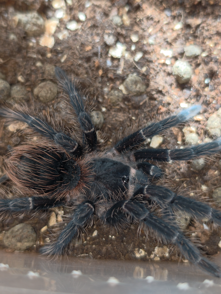 @Beast.spiders