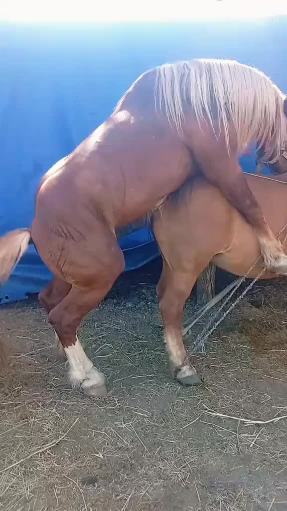 @animallifevideo