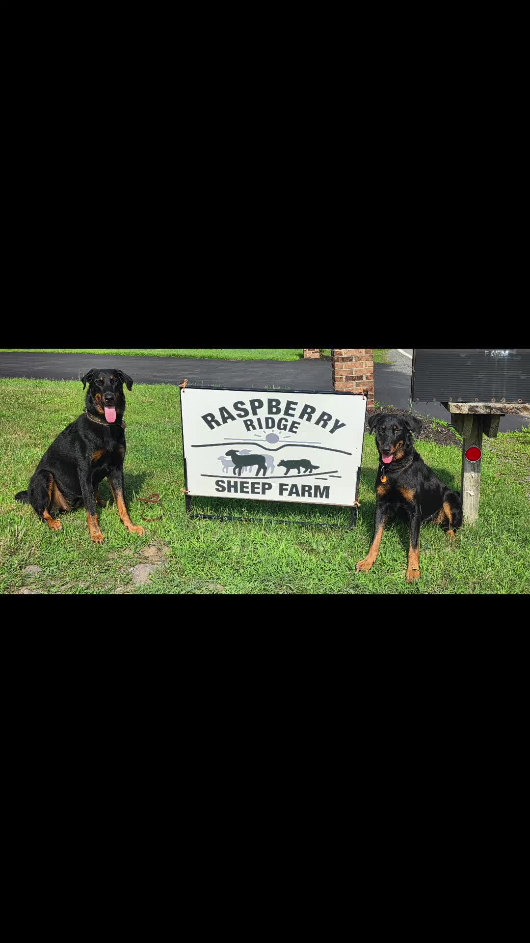 @shepherdslanternherding