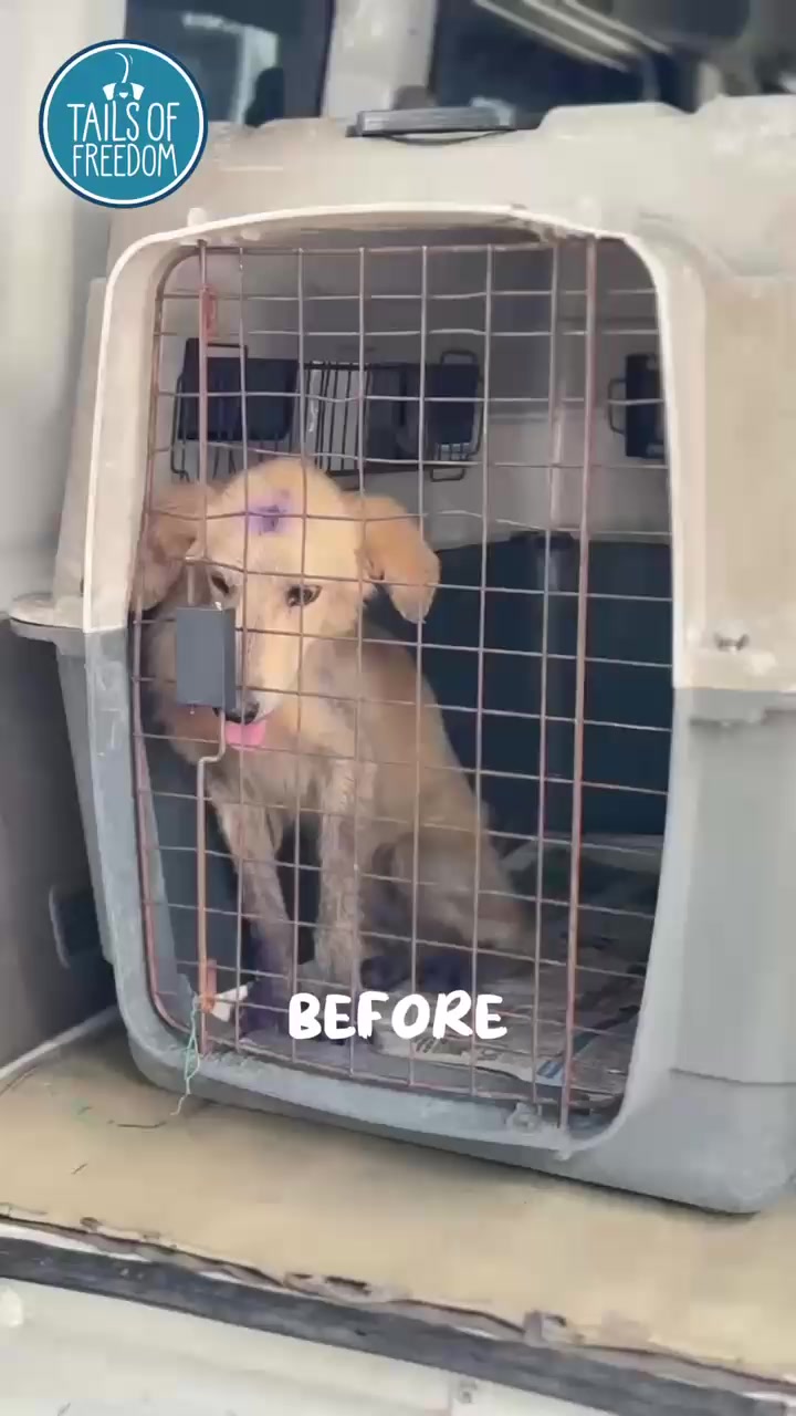 @tailsoffreedomsl