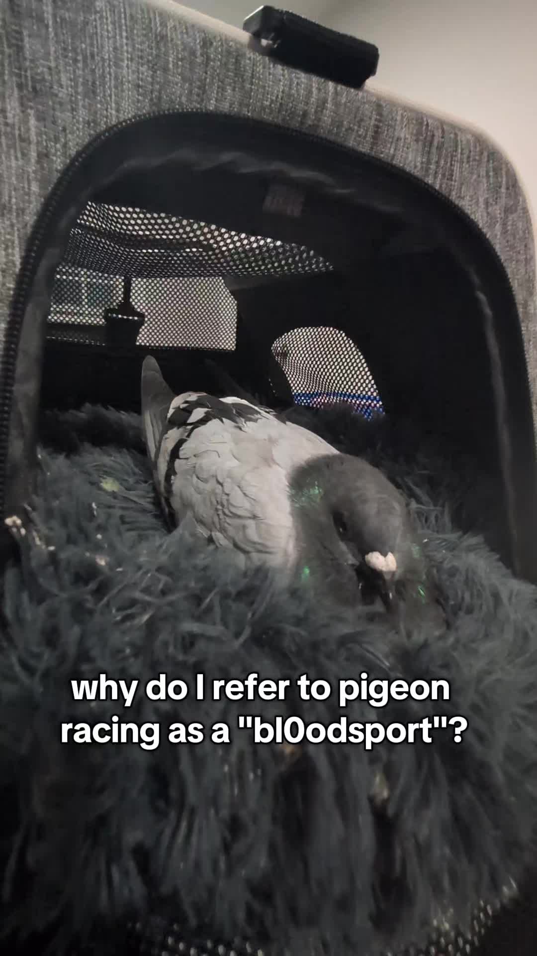 @Pigeons for Miles 🕊️